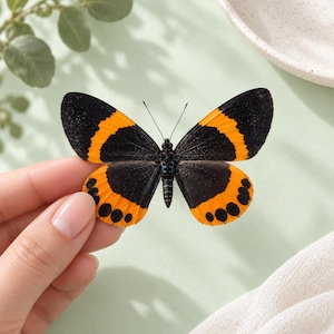 Könnte beinhalten: Ein Schmetterlingspräparat mit Flügeln, die eine schwarze Grundfarbe und leuchtend orangefarbene Bänder aufweisen. Die unteren Flügelbereiche zeigen eine Reihe deutlicher schwarzer, kreisförmiger Punkte entlang der orangefarbenen Ränder.