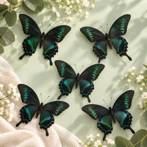 Pode incluir: Cinco borboletas com asas preto-escuras apresentando padrões iridescentes em verde-azulado e verde. Cada borboleta possui antenas longas e finas e formas de asa distintas com caudas alongadas, dispostas em um padrão espalhado.