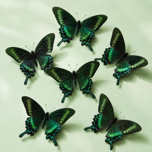 Puede incluir: Una colección de seis mariposas dispuestas en un patrón circular. Cada mariposa presenta alas iridiscentes de color verde oscuro y negro con bordes festoneados prominentes y antenas delgadas, mostrando un brillo metálico en las alas.