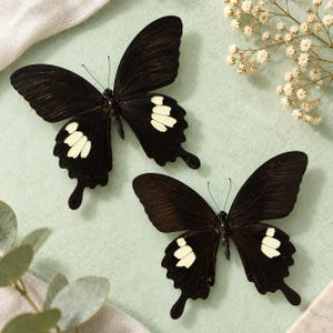 May include: Two black butterflies with prominent white markings on their lower wings. Each butterfly features a dark, textured body, delicate antennae, and elongated wing tips. The wings display a deep black coloration contrasted by small, pale white spots.