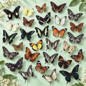 May include: A collection of various butterfly specimens arranged on a light green background. The butterflies feature diverse wing patterns, including black, white, orange, yellow, and blue colorations, with intricate vein details and varied shapes.