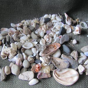Lot of Assorted Small Beach Rocks Pebbles Shells Natural // Pacific Beach Sea Southern California  *Buy The Shore*