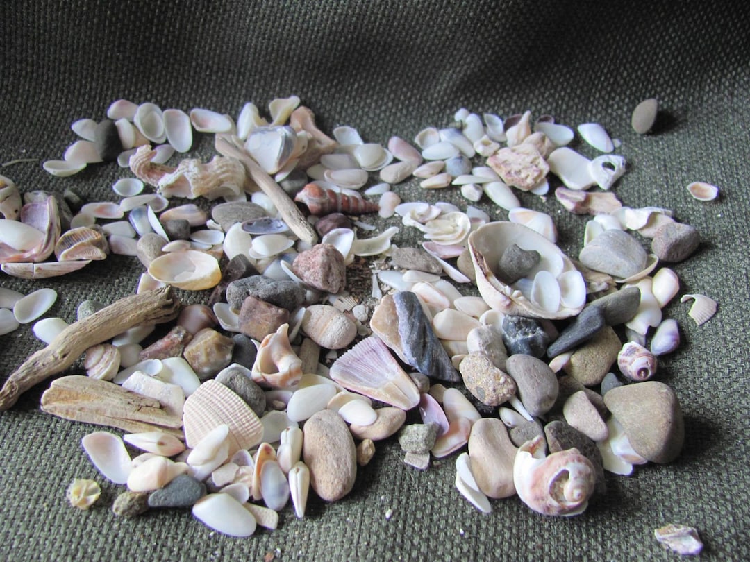 Ocean Rocks Small Lot of Assorted Small Beach Rocks Pebbles Shells Natural // Pacific ...