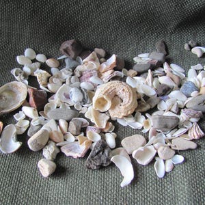 May include: A collection of seashells and small stones in various shapes and sizes. The shells are primarily white, beige, and pink, with some showing intricate patterns. The stones are shades of gray and brown, creating a natural, earthy aesthetic.