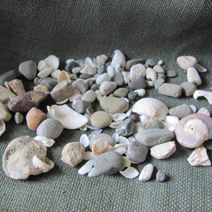 Lot of Assorted Small Beach Rocks Pebbles Shells Natural // Pacific Beach Southern California // Buy the Shore // More available in my shop