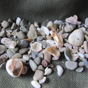 Lot of Assorted Small Beach Rocks Pebbles Shells Natural // Pacific Ocean Sea Southern California *Buy The Shore*