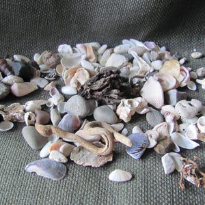 Lot of Assorted Small Beach Rocks Pebbles Shells Natural // Pacific Beach Sea Southern California  *Buy The Shore*