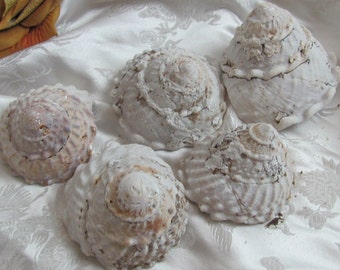 Wavy Turban Shell Natural Megastraea Undosa // Pacific Beach Southern California  *Buy The Shore*