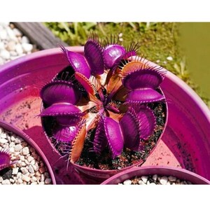 Rare Venus Flytrap Seeds, Dionaea Muscipula Carnivorous Plant