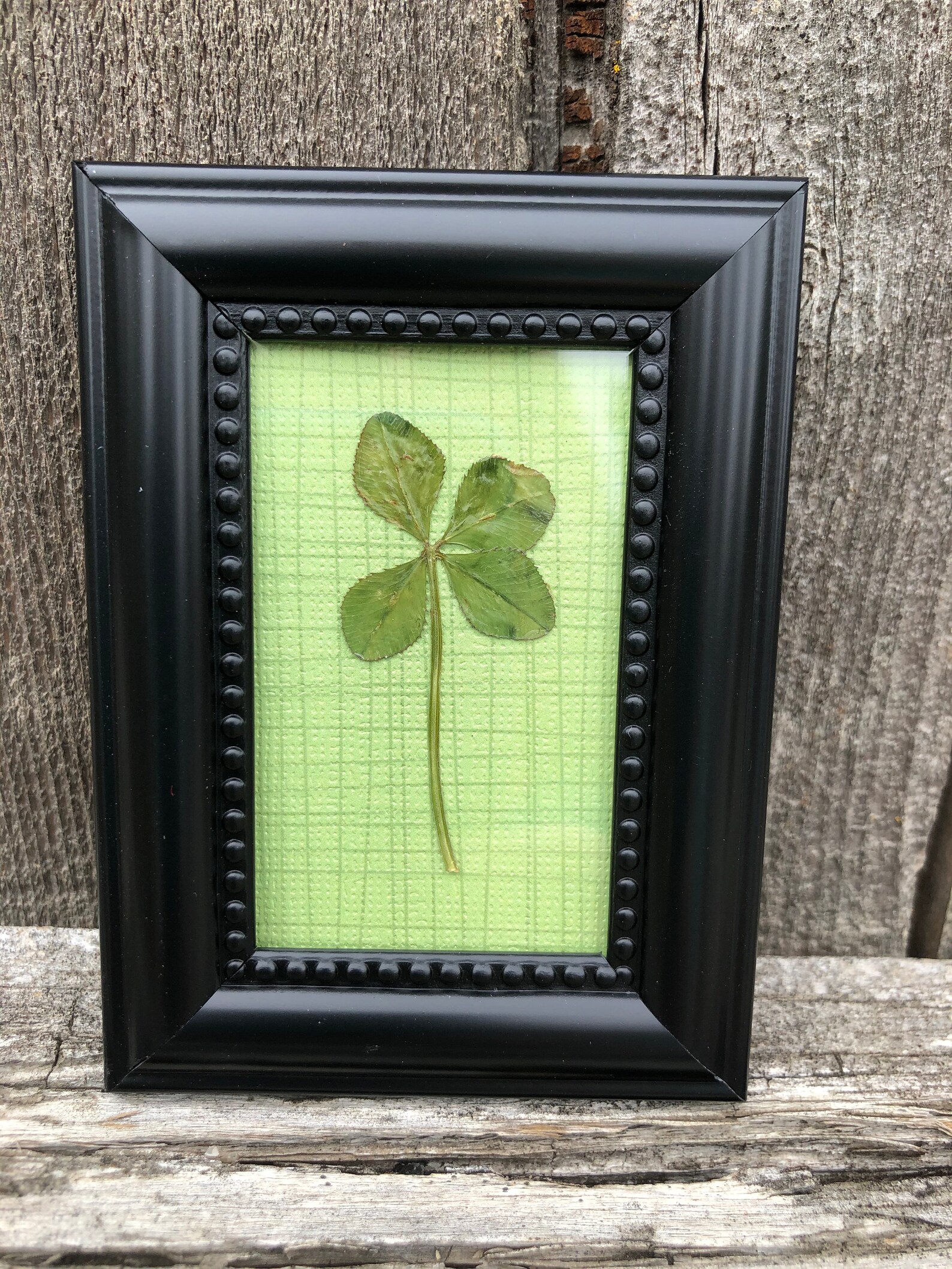 Genuine Four Leaf Clover Framed | Etsy