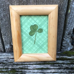 Genuine Four Leaf Clover Framed