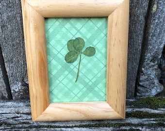 Genuine Four Leaf Clover Framed