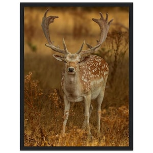 Könnte beinhalten: Ein gerahmter Kunstdruck, der einen Damhirsch mit großem, schaufelförmigem Geweih zeigt, der in einem Feld aus trockenem, goldbraunem Gras steht. Der Hirsch hat ein hellbraunes Fell mit weißen Flecken und steht in einem schlichten schwarzen Rahmen.