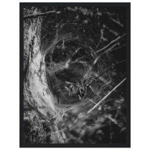 May include: A black and white framed wall art print featuring a spider positioned inside a funnel-shaped web attached to the textured bark of a tree. The high-contrast monochrome composition highlights the intricate silk threads and the spider.