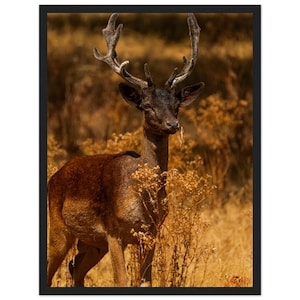 May include: A framed wall art print featuring a dark brown fallow deer with large, textured antlers standing in a field of dry, golden-brown vegetation. The deer is captured in profile, looking towards the right, with its head held high.