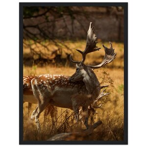 May include: A framed wall art print featuring a fallow deer with large, palmate antlers standing in a field of dry, golden-brown grass. The deer has a light brown coat with white spots and is turned to look back over its shoulder.