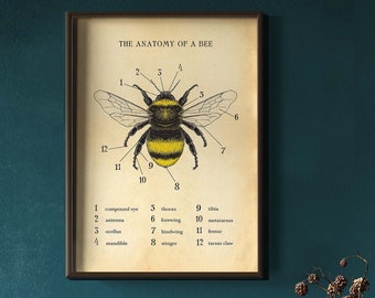 Bee print, Bee poster, Bee Chart, Anatomy, Nature, for kitchen, Unique gift for mum