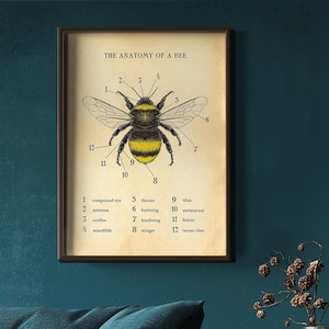 Biets anatomi – Vintage väggkonst med entomologi, botanisk insektsillustration, biodlare och naturdekor