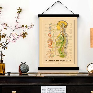 Carte médicale vintage, illustration du corps humain, carte anatomique, cadeau pour médecin