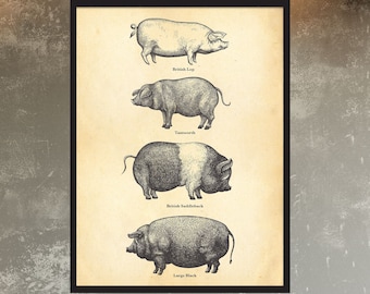 British pigs, vintage etching farm animals, All size vintage etching style print, print for kitchen