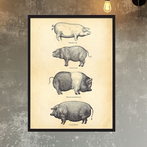 Britse varkens, vintage etsen van boerderijdieren, print in vintage etsstijl op alle maten, print voor keuken