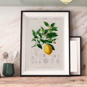 Vintage Lemon print, Botanical Lemon art,  Vintage fruit  kitchen wall decor