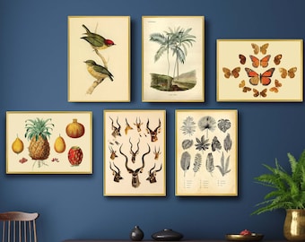 Birds and Butterfly Wall Art, Vintage Gallery art set