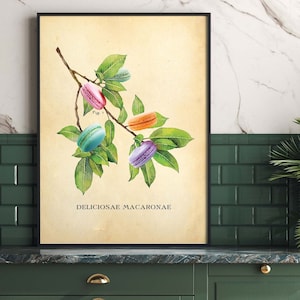 May include: A vintage botanical illustration of a branch with five colorful macarons, labeled "DELICIOSAE MACARONAE".