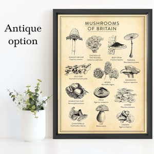 MUSHROOM foraging chart, Mushrooms of Britain Print, Fungi poster. All sizes