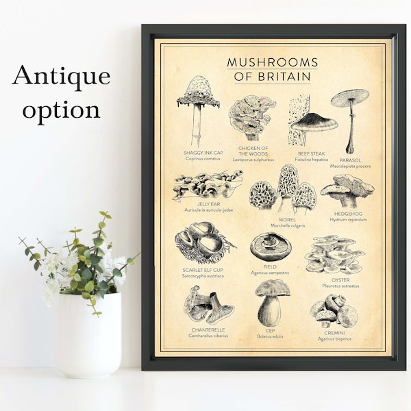 MUSHROOM foraging chart, Mushrooms of Britain Print, Fungi poster. All sizes