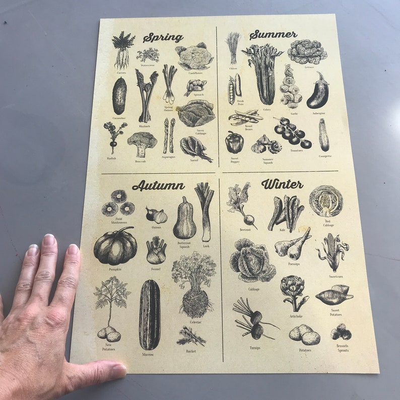 Seasonal Vegetable poster Vegetable Art Print A4 up to A2 Etsy