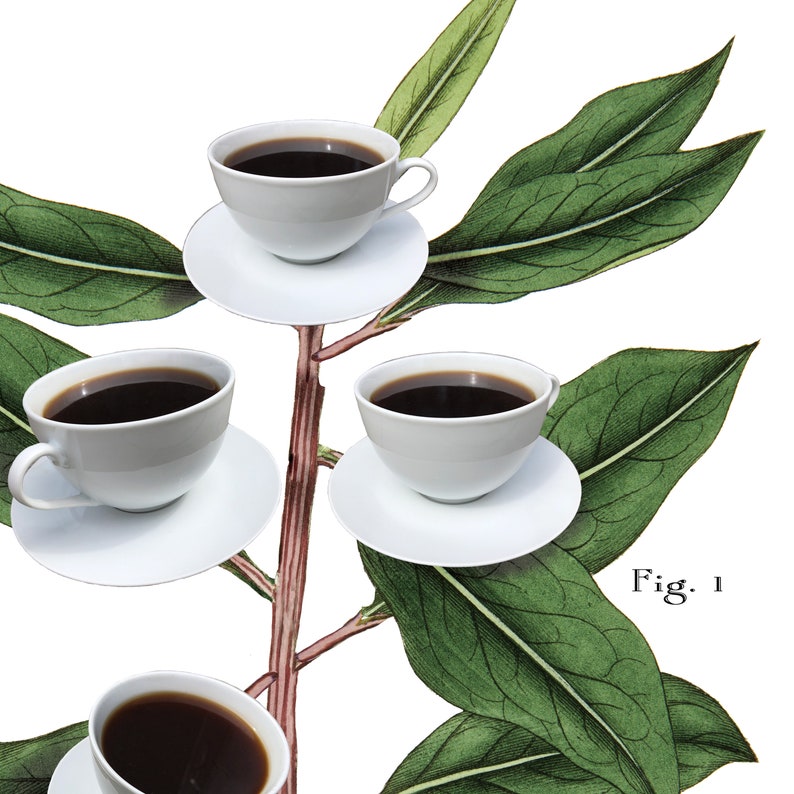 Botanical Coffee Poster, Coffee Art Print, Kitchen wall art, coffee bar, UNFRAMED image 8