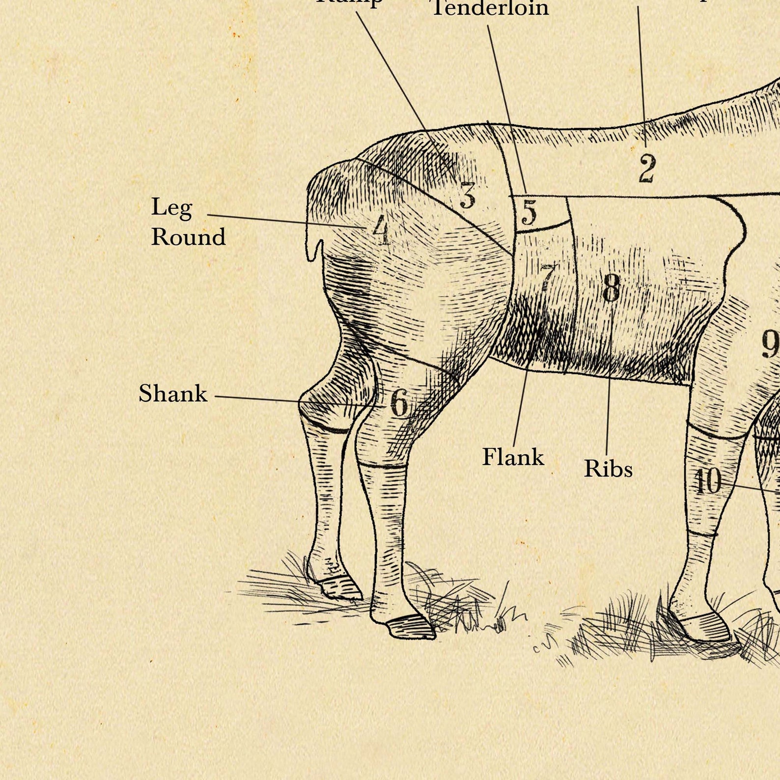 AMERICAN Venison Butcher Chart Cuts of Meat Etching Style Etsy