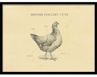 BRITISH Chicken butcher chart, all sizes, Etching Print, Chicken cuts poster