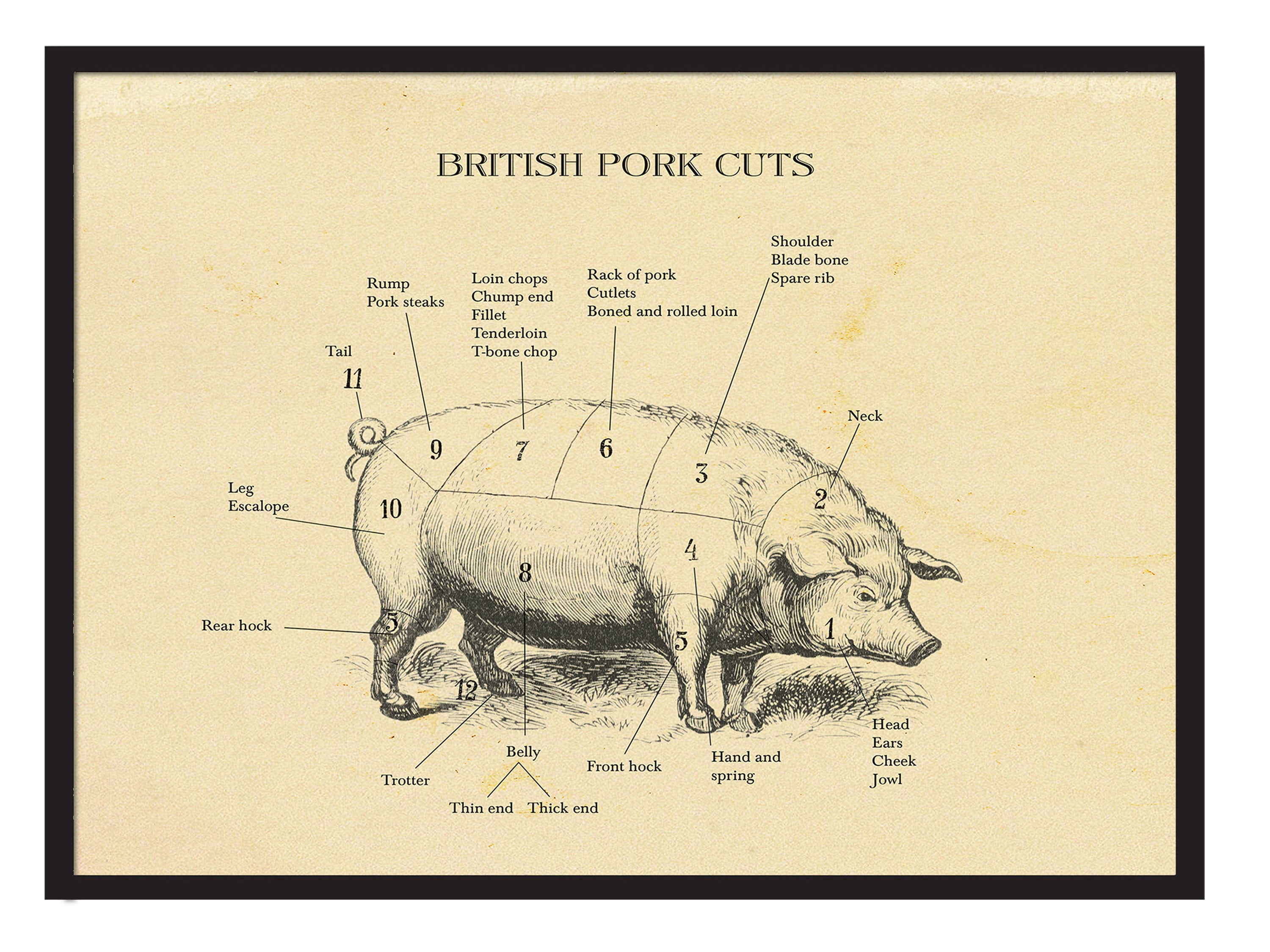 Primal Cuts Of Pork Diagram