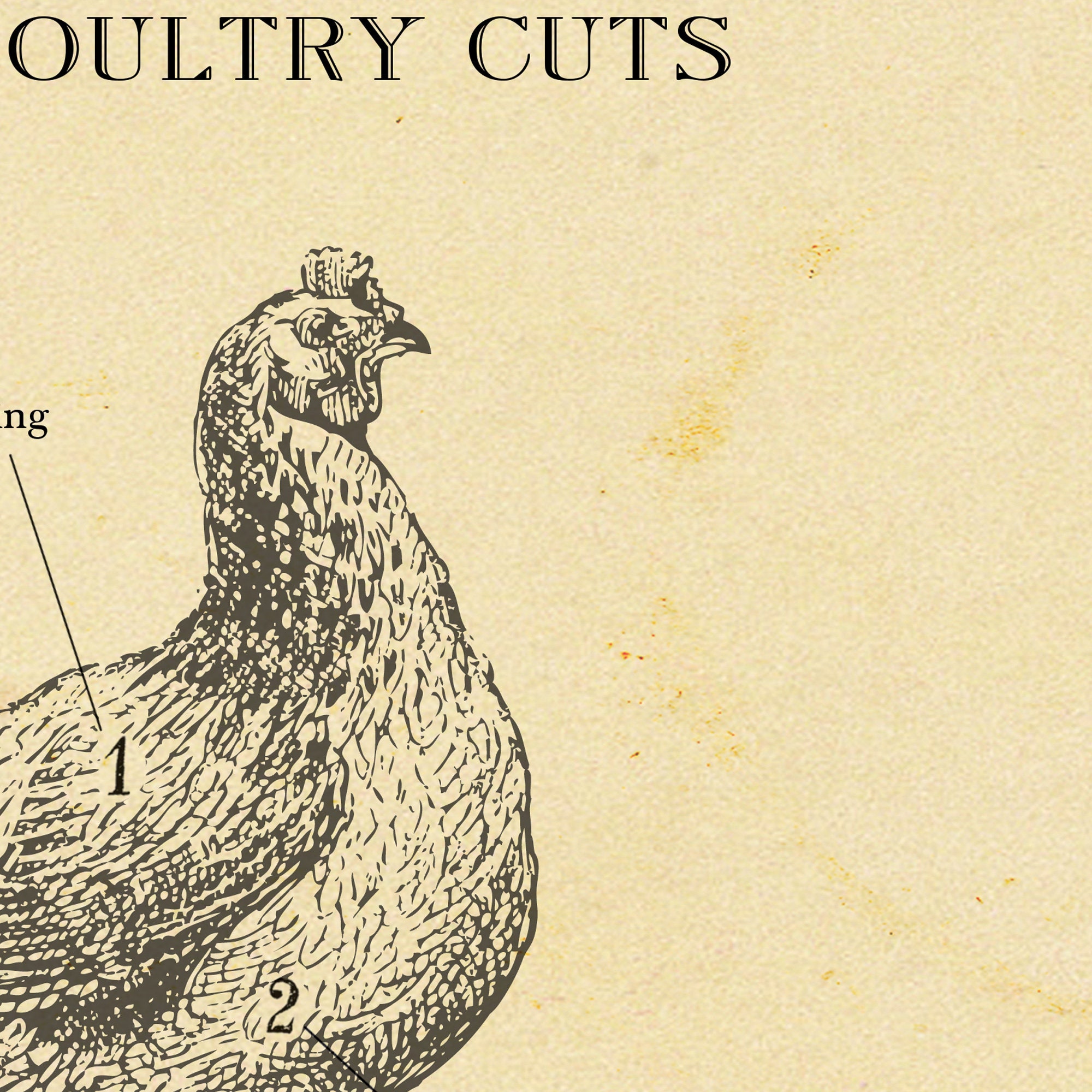 BRITISH Butcher Chart, Meat Cuts Diagrams, Set of 4 Etching Style ...