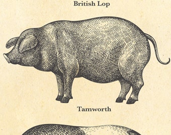 イギリス購入★木製額入り絵 PIG & SHEEP イギリス購入☆木製額入り絵 PIG & SHEEP - メルカリ