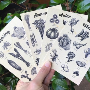 Seasonal vegetables chart, POSTCARDS set of 4, Size A6,  Etchings style