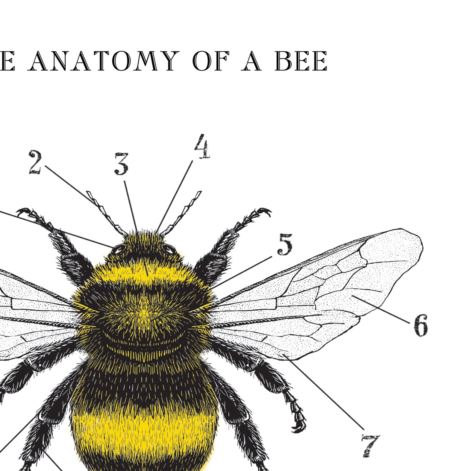 Bee Print Bee Poster Bee Chart Anatomy Nature for - Etsy