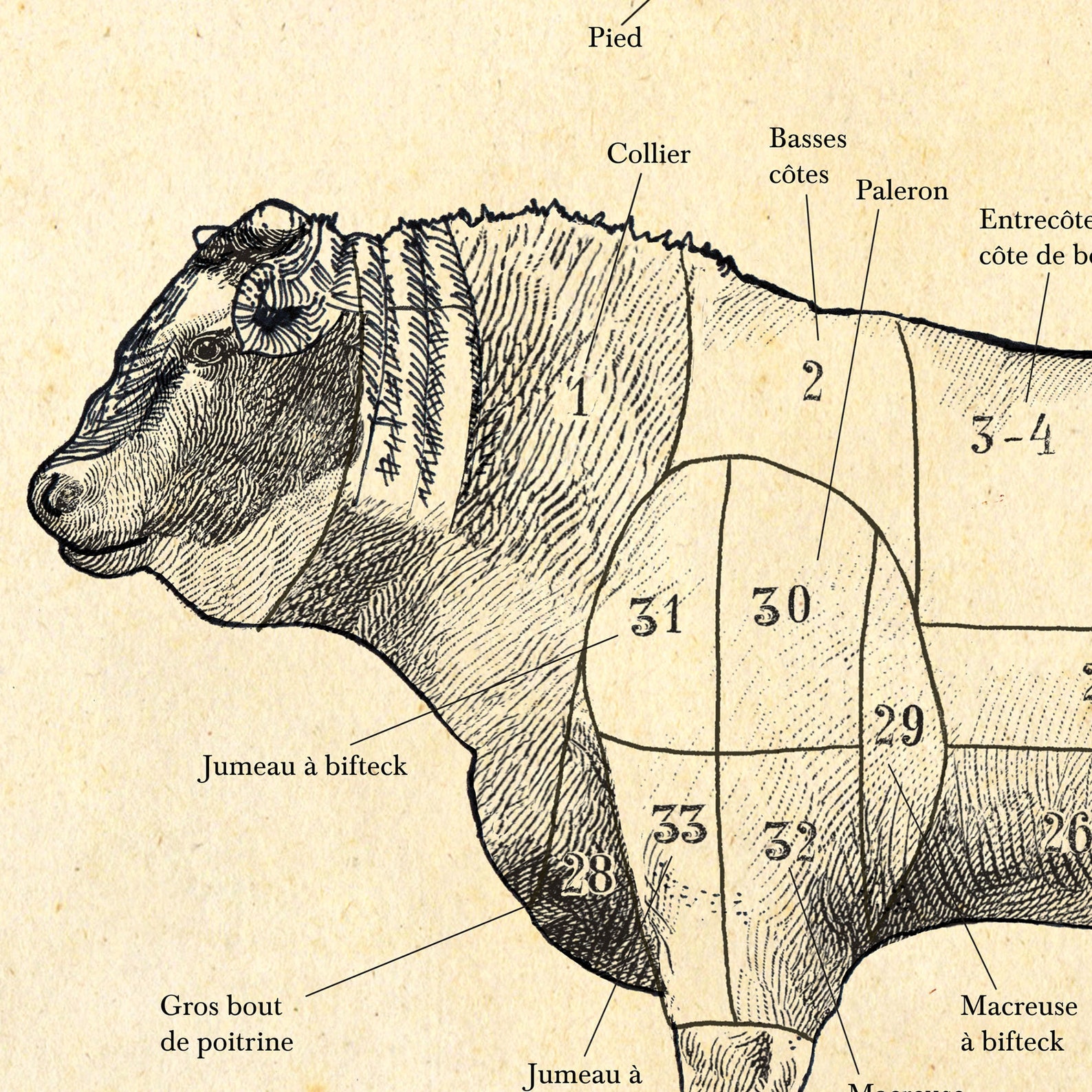 A4 French Butcher chart prints set of 4 Etching style 10 Etsy