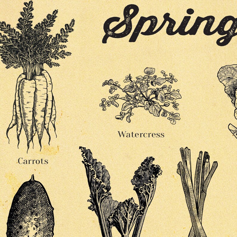 Seasonal Vegetable poster Vegetable Art Print A4 up to A2 Etsy