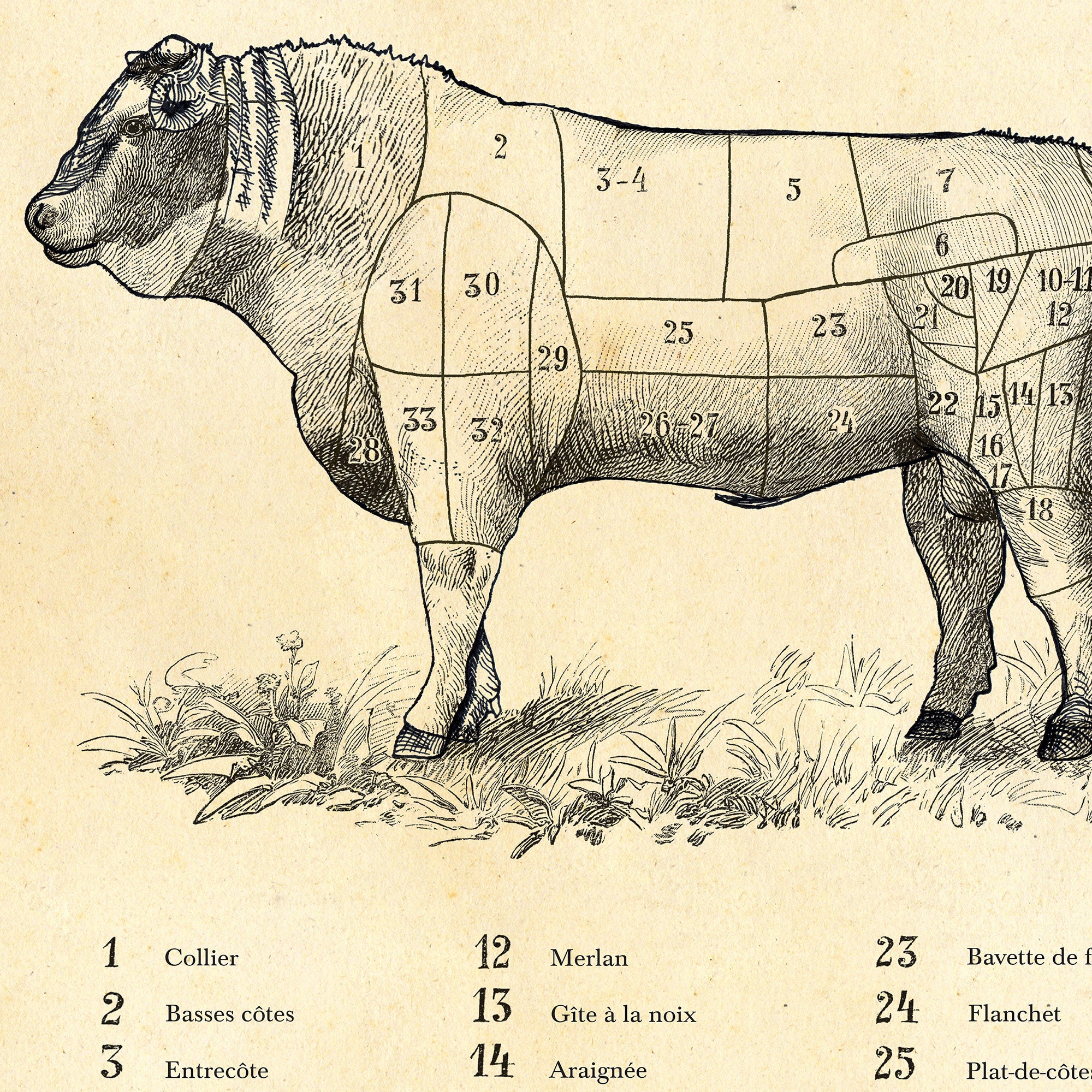 FRENCH Beef Cuts Butcher Chart PORTRAIT Print Meat Cuts Etsy UK