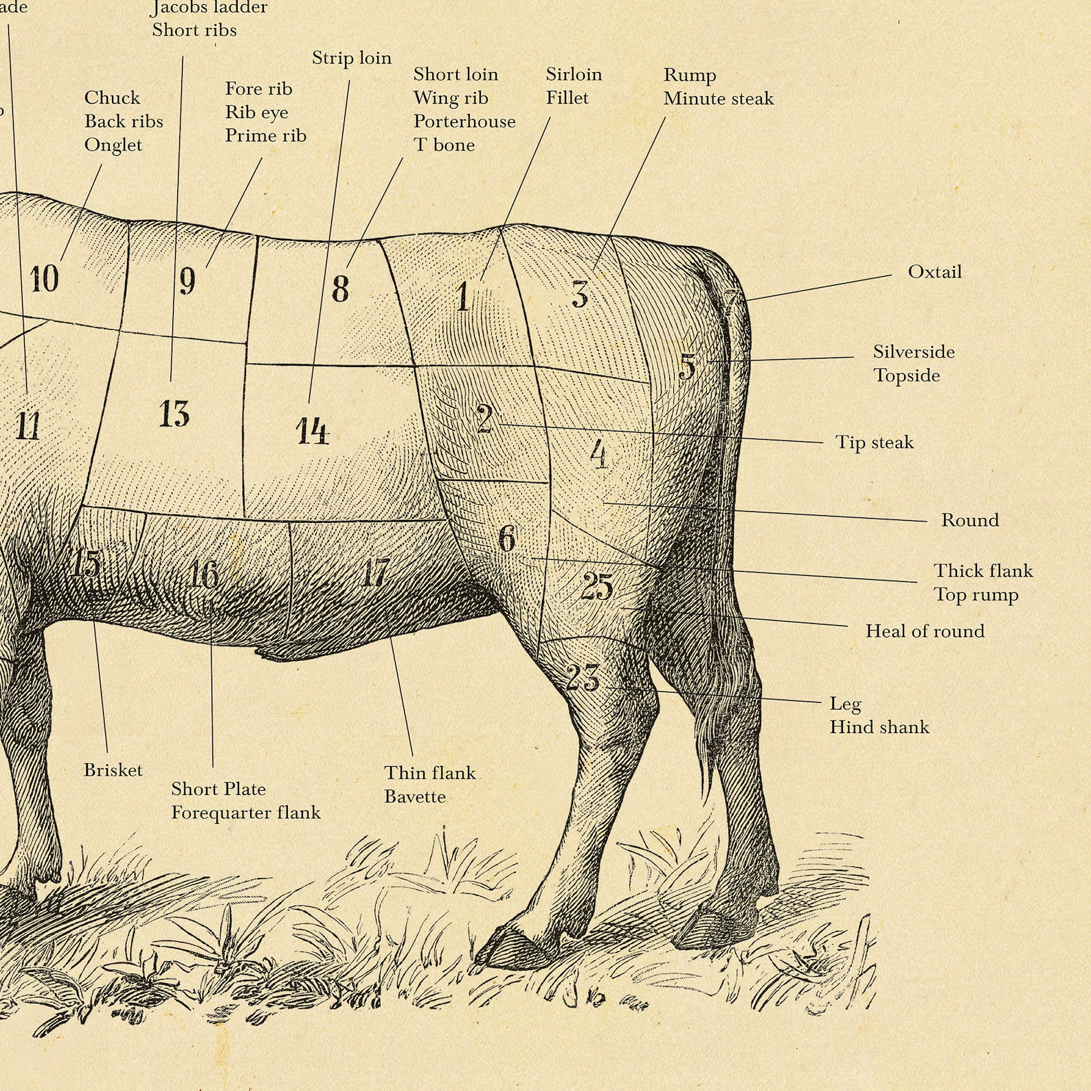 British Beef cut cow print Butcher chart vintage etching A4 Etsy