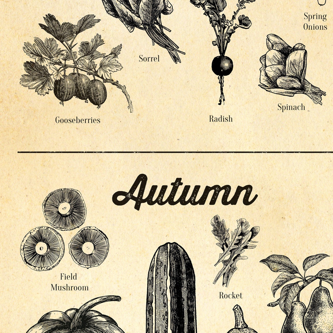Seasonal UK Fruit & Veg food poster A4 up to A2 Etchings Etsy