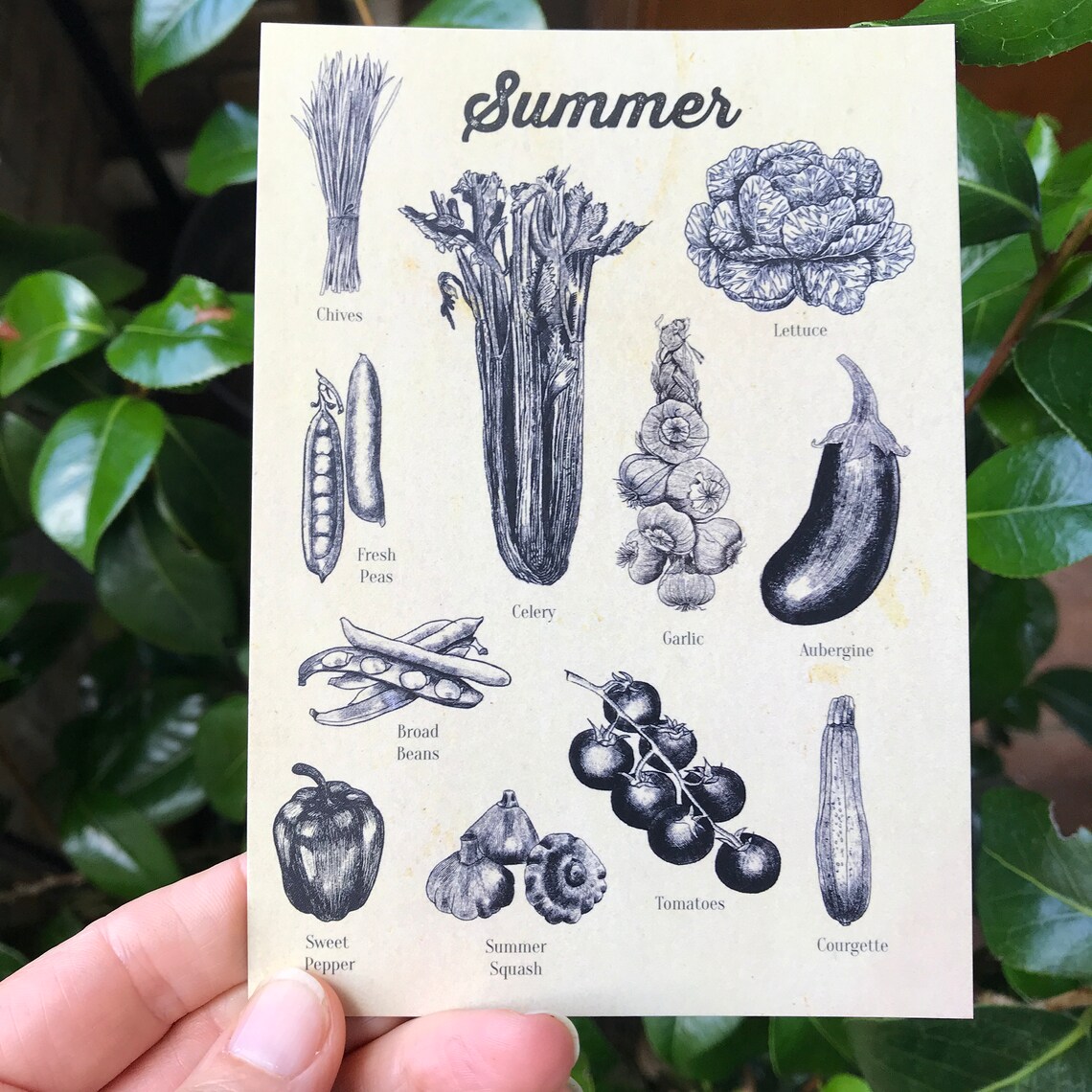 Seasonal Vegetables Chart POSTCARDS Set of 4 A6 Etchings | Etsy