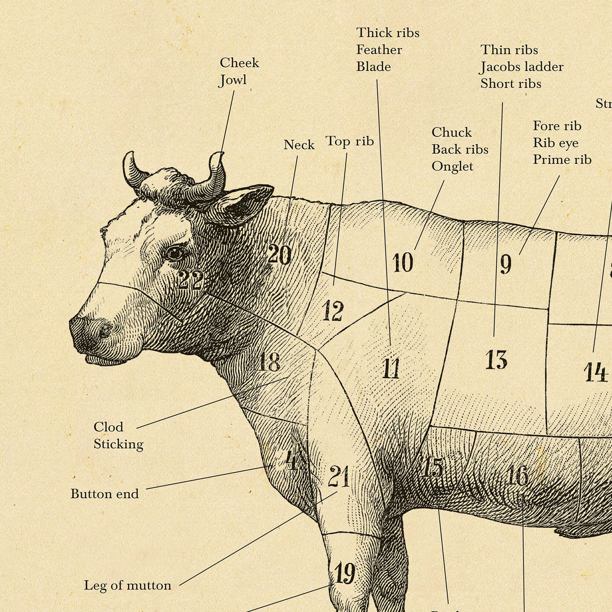 Butchering Beef Cuts Chart Images And Photos Finder