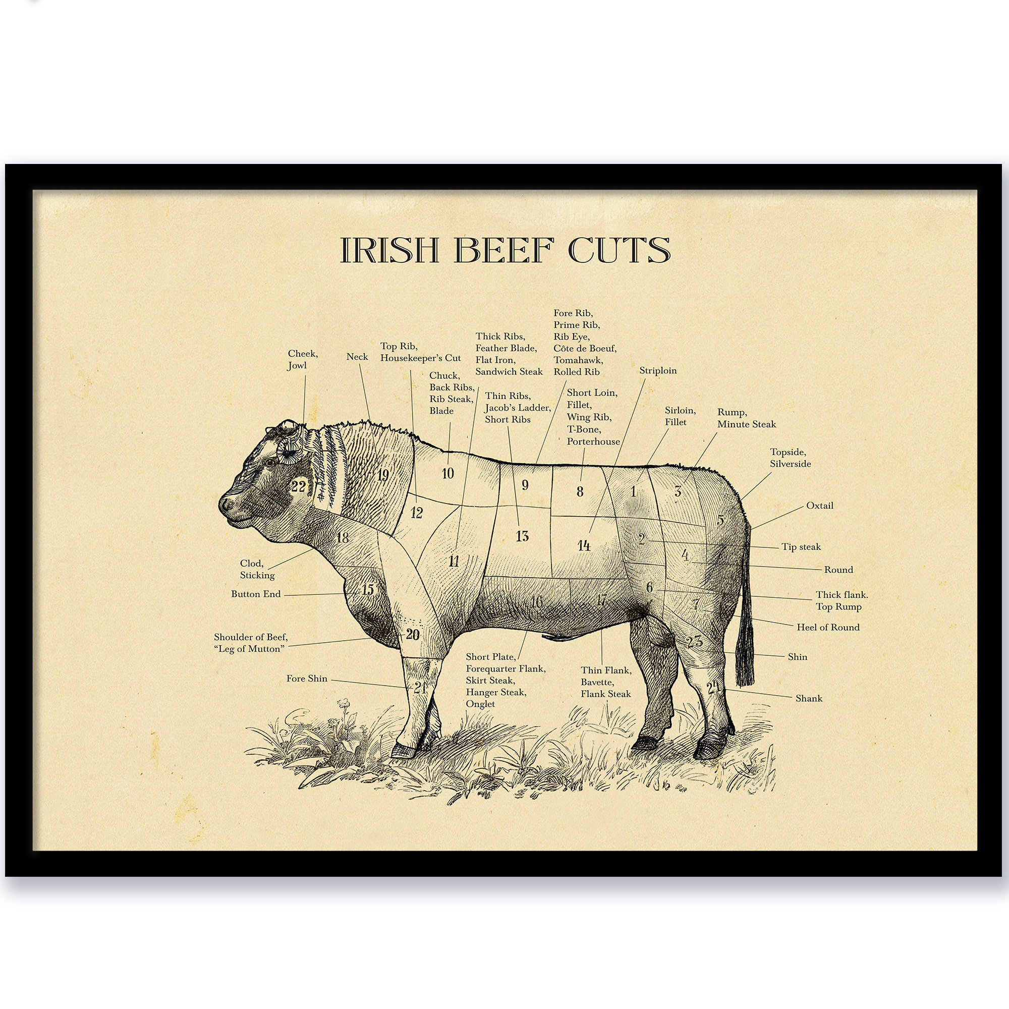 T-bone cut diagram