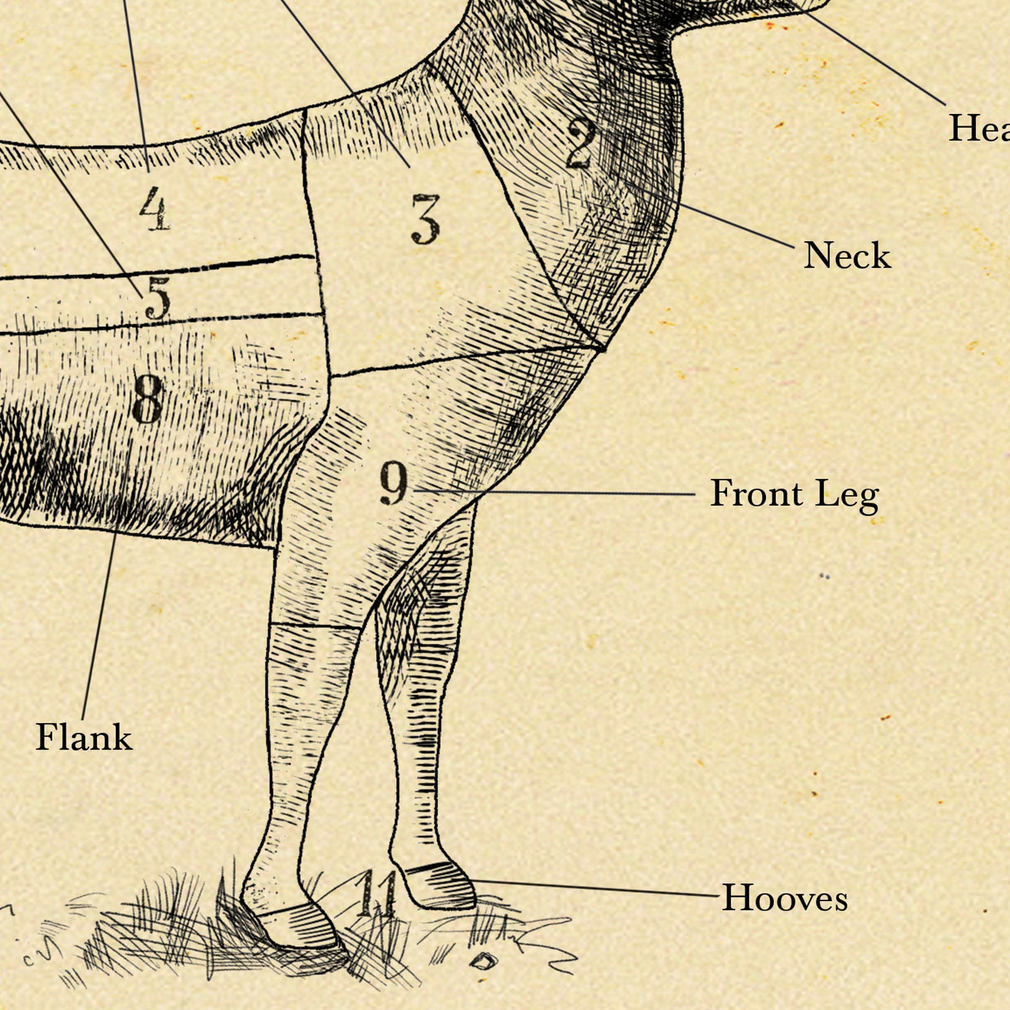 BRITISH Venison Butcher Chart Deer Cuts of Meat Etching Etsy UK