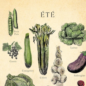 French seasonal fruit and vegetable chart. print separated into 4. Spring, summer, autumn winter titles, etchings in each of fruit and veg, set on an aged antique style background. Vintage but modern style. Each image has what it is in French under.
