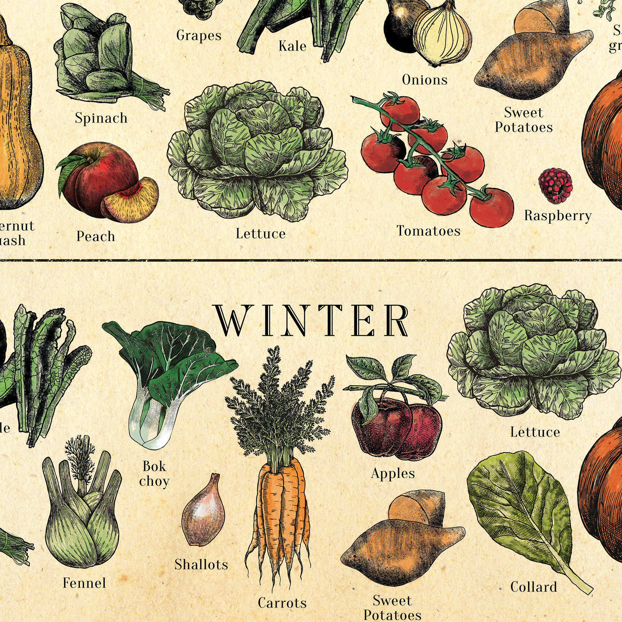 AMERICAN SOUTH Seasonal Fruit and Veg Poster Vegetable Chart - Etsy UK